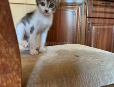 Чудесный котёнок в добрые руки 