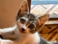 Чудесный котёнок в добрые руки 
