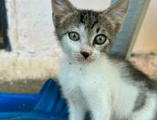 Чудесный котёнок в добрые руки 