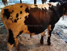 Продается двухгодичные бычки по 65Tыс. Г Ткуарчал. 