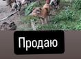 Поросята