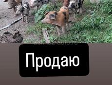 Поросята