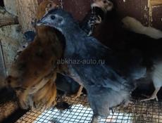 Продаются цыплята 1.5 сес 