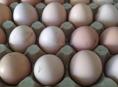 Инкубационное яйцо куриное, крупных пород