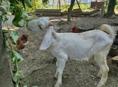 Продажа козы 🐐
