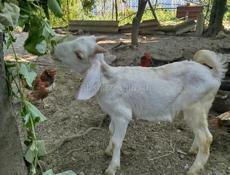 Продажа козы 🐐