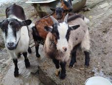 Продажа козы 🐐