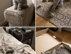 Продам породистого котёнка