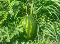 Арбузы 🍉 Карестан