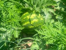 Арбузы 🍉 Карестан