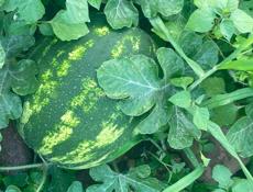 Арбузы 🍉 Карестан