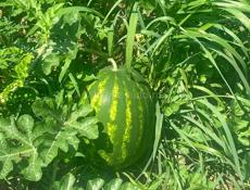 Арбузы 🍉 Карестан