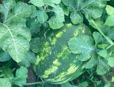 Арбузы 🍉 Карестан
