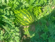 Арбузы 🍉 Карестан
