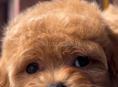 🐾Магазин породистых щенков