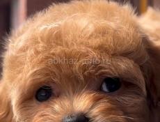 🐾Магазин породистых щенков