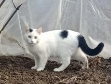 Потерялся кот