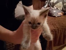 Сеамский котенок 3 месяца торг уместен писать в Вацап+79407391061
