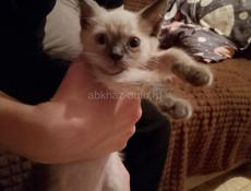 Сеамский котенок 3 месяца торг уместен писать в Вацап+79407391061