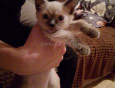 Сеамский котенок 3 месяца торг уместен писать в Вацап+79407391061
