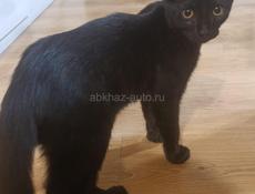 вислоухая кошка