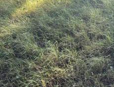 Алахадзе Шаумяна 600м до моря 