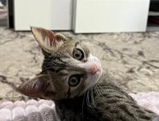 отдам котенка мальчика 