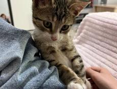 отдам котенка мальчика