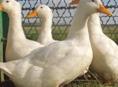 Продаются утята стар-53 ,  1.5-2 месяца