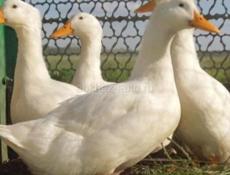 Продаются утята стар-53 ,  1.5-2 месяца