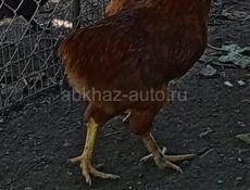 Продам петухов
