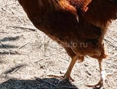 Продам петухов
