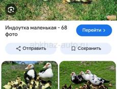 Индоутки 