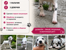 Щенки далматина