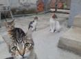 Мурзики в добрые руки ❤🙏🤗🐱🐱🐱