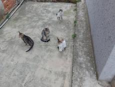 Мурзики в добрые руки ❤🙏🤗🐱🐱🐱
