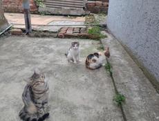 Мурзики в добрые руки ❤🙏🤗🐱🐱🐱