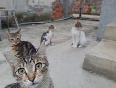Мурзики в добрые руки ❤🙏🤗🐱🐱🐱