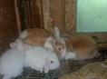 Карликовые кролики