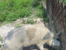 Продам свиноматку 