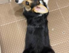 !срочно!
