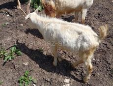 Быки 🐂 и Козы 🐐 