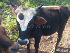 Козы 🐐 и Быки 🐂 