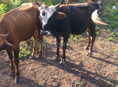 Бык 🐂 и Козы 🐐 