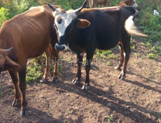 Бык 🐂 и Козы 🐐 