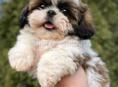 Щенки 
