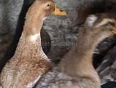 Продам утак крупных, 2 породы башкирка и голубой Фаворит.