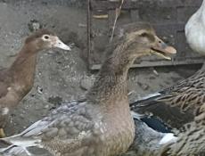 Продам утак крупных, 2 породы башкирка и голубой Фаворит.