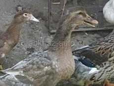 Продам утак крупных, 2 породы башкирка и голубой Фаворит.