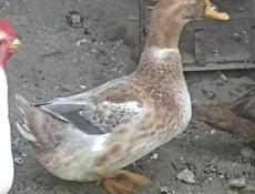 Продам утак крупных, 2 породы башкирка и голубой Фаворит.